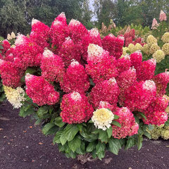 5254482_hydrangea_living_red_velvet_01
