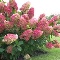 5254483_hydrangea_living_strawberry_blossom_r_08