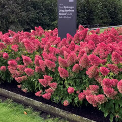 52544832_hydrangea_living_strawberry_blossom_r_05