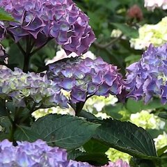 04201941_hydrangea_m