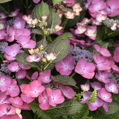 3254553_hydrangea_macrophylla_black_diamondsr_dark_angel_purple_02