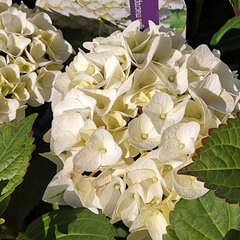 3233838_hydrangea_macrophylla_youme_forever_white_01