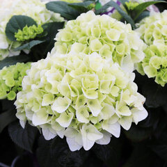 3233838_hydrangea_macrophylla_youme_forever_white_02