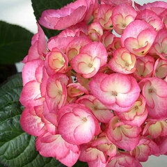 05202027_hydrangea_m