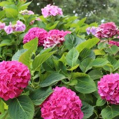 05202028_hydrangea_m