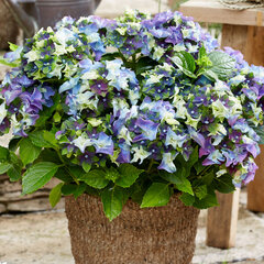 3254185_hydrangea_m_2