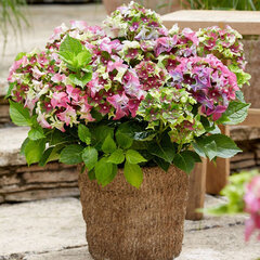 3253872_hydrangea_m_3