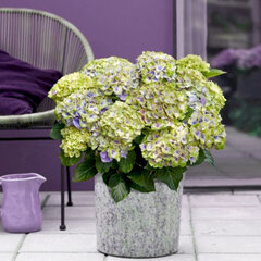 3253877_hydrangea_m