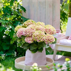 3254184_hydrangea_m_2