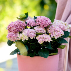 3253879_hydrangea_m_3