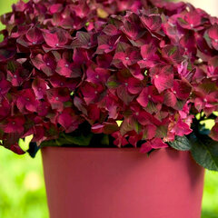 3254183_hydrangea_m_2