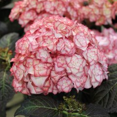 5251943_hydrangea_m_2