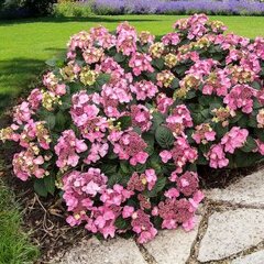 4254667_hydrangea_macrophylla_endless_summerr_pop_star_02