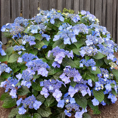 4254667_hydrangea_macrophylla_endless_summerr_pop_star_03