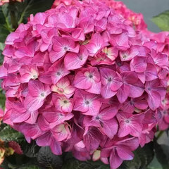 3243841_hydrangea_macrophylla_black_diamondsr_red_angel_purple_01