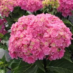 5251945_hydrangea_m_3