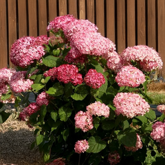 9254845_hydrangea_magical_dark_pink_02