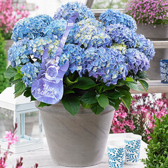 3253846_hydrangea_mc_blue_ballad_01