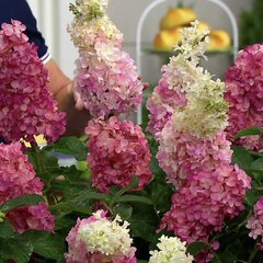 6253109_hydrangea_mega_mindy_05