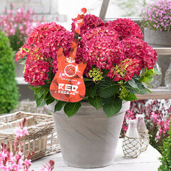 3253844_hydrangea_music_collection_red_reggae_02