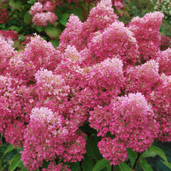 6254395_hydrangea_petite_flori_03