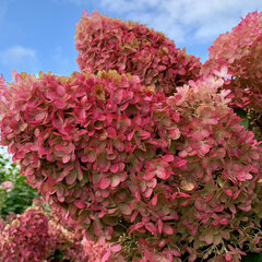3254127_hydrangea_pinkachu_01