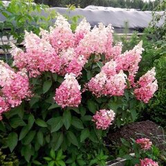 6251061_hydrangea_pinky_winky_03