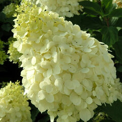 8222711_hydrangea_polar_bear_01