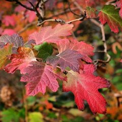 3223413_hydrangea_quercifolia_snow_queen_01