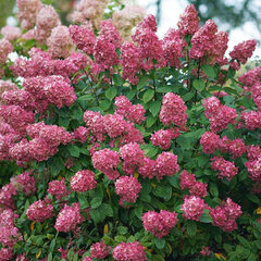 4254666_hydrangea_red_light_01
