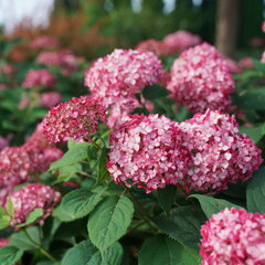 3252703_hydrangea_ruby_annabelle_02