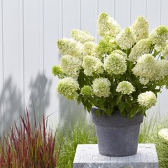 3251560_hydrangea_skyfall_01