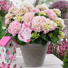 3253847_hydrangea_soft_pink_salsa_01