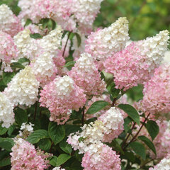 10231561_hydrangea_sundae_fraise_01
