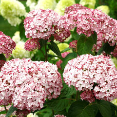 3252843_hydrangea_sweet_annabelle_03