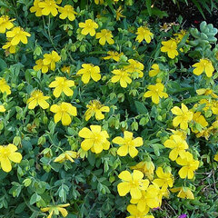 05202036_hypericum_buttercup_01