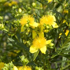 3201726_hypericum_gemo_01