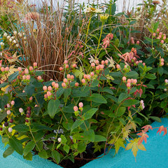 9244125_hypericum_miracler_blossom_mix_02