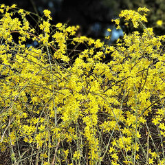 3244198_jasminum_nudiflorum_02