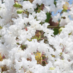 3244211_lagerstroemia_acoma_01
