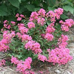 8213013_lagerstroemia_coral_filli_01