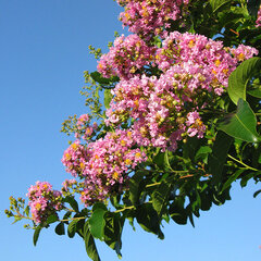 3244212_lagerstroemia_muskogee_01