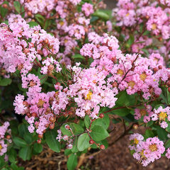 2233803_lagerstroemia_petite_pinkie_01
