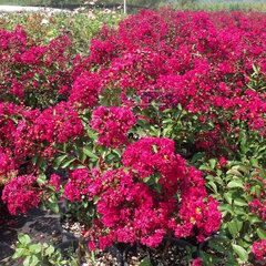 2233804_lagerstroemia_petite_red_01