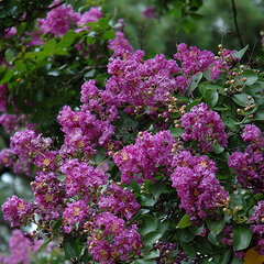 6233806_lagerstroemia_powatan_01