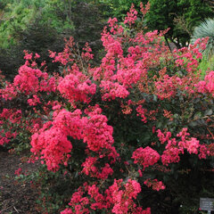 7223614_lagerstroemia_red_filli_01
