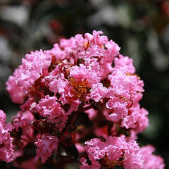6253615_lagerstroemia_rhapsody_in_pink_01