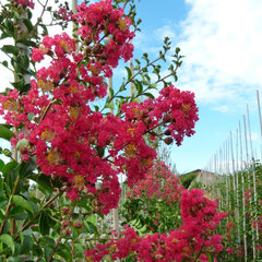 3243805_lagerstroemia_super_rouge_01