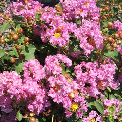 8213014_lagerstroemia_violet_filli_01
