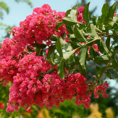 9254836_lagerstroemia_watermelon_03